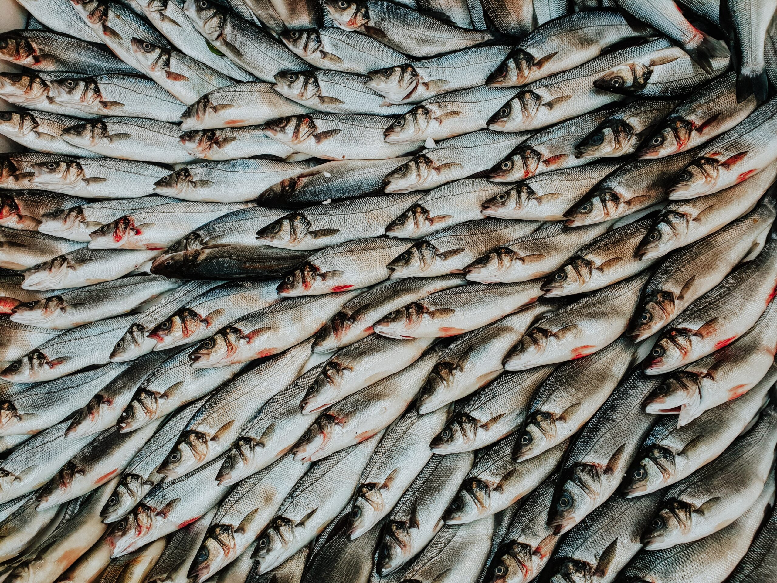 linda-robert-gEQW0Q8Mi2k-unsplash